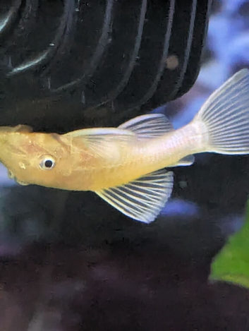 Lemon blue eyed plecos