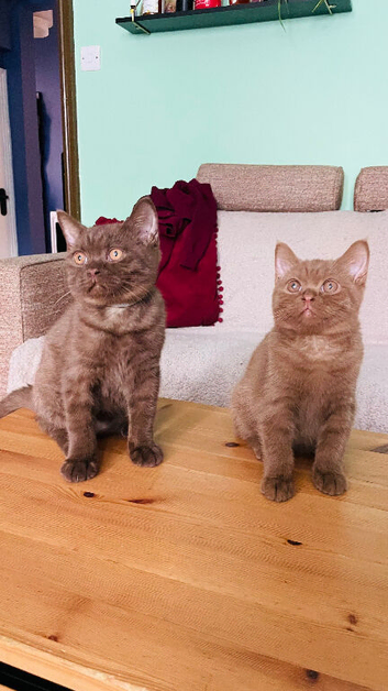 BSH boys chocolate/cinnamon