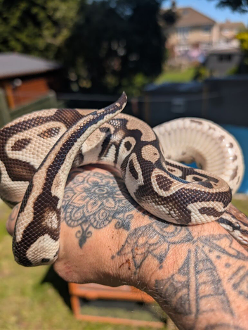 Pastel TSK axanthic Het Clown