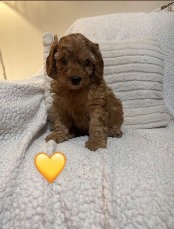 Beautiful Cavapoo Puppies Ready For Loving Forever Homes