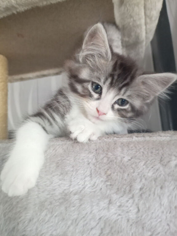 3 (Rare) maincoon kittens 12 weeks old