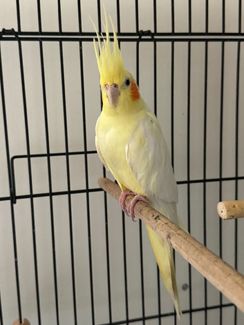 Cockatiels in Runcorn