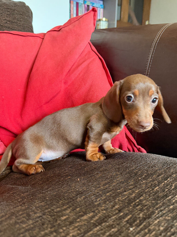 3 gorgeous chocolate & tan pups