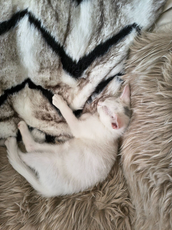 Turkish Angora kittens