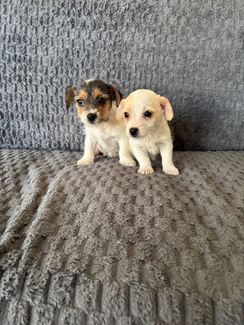 Jack Russell Puppies