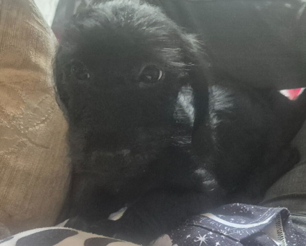 Puppies