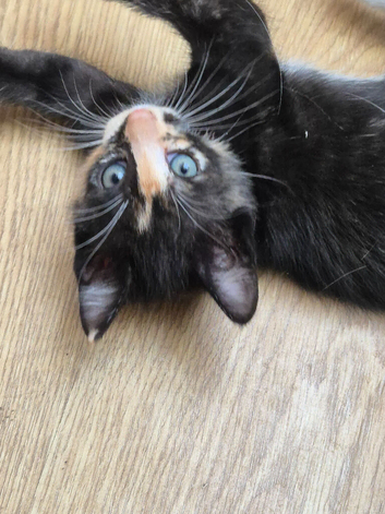 Maine Coon x Siamese STUNNING kittens. Amazing Personalities.