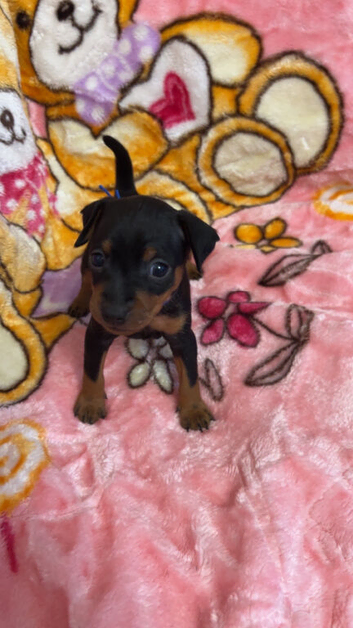 Beautiful mini pinscher