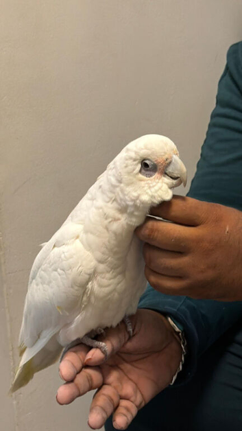 Handreard bear- eyed cockatoo for sale or px