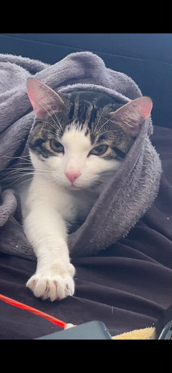 Needs rehoming