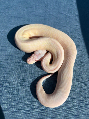 Male cinnamon candino royal python for sale