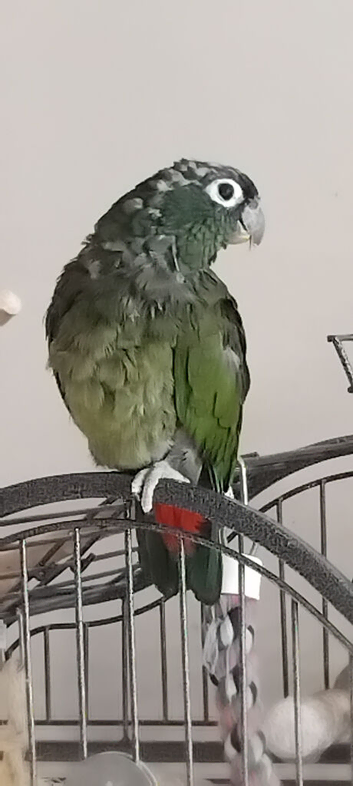 Female maximilian pionus