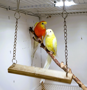 Redrump Parakeets available, stunning bonded pair