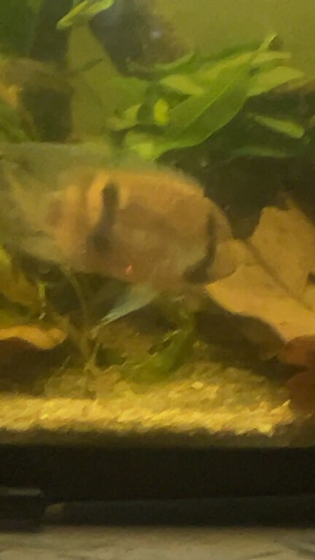 6 rummynoses 5 black skirts 1 angel fish 1 keyhole cichlid