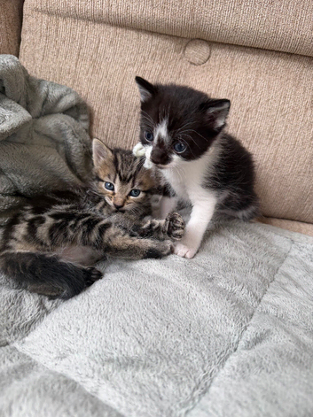 Lovely kittens