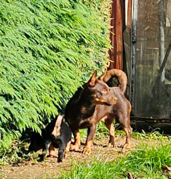 Lancashire Heeler puppies for sale