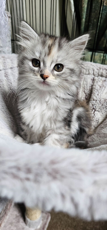 Beautiful kittens ready now