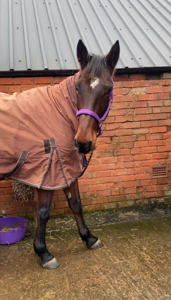 Standardbred Gorgeous boy for sale