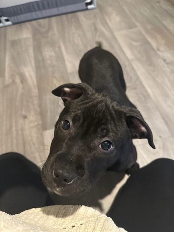 Female Puppy