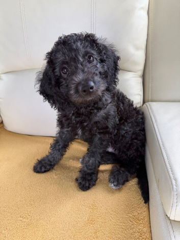 Last 1 pup left! With Health Check Certificate-Mini Labradoodle pups