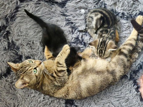 4 beautiful kittens left