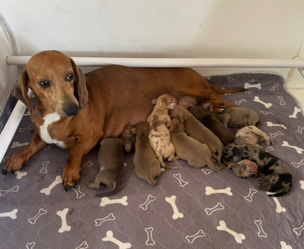 Standard dachshund puppies