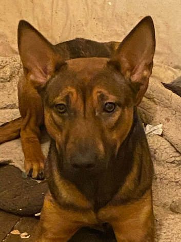 Planned litter of extremely high potential Belgian dutch Shepard pups coming soon !!!!!