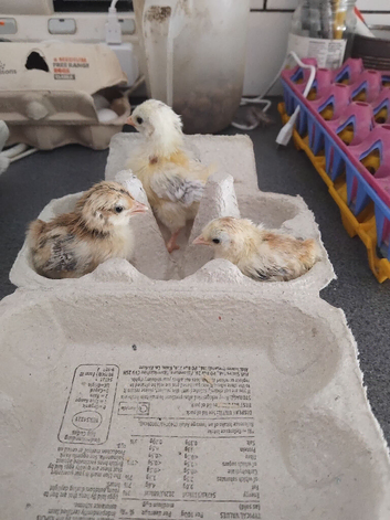 Serama bantam hatching eggs