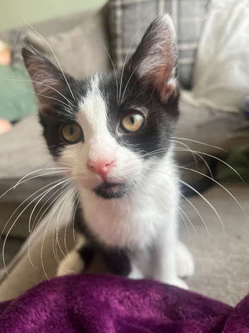 Beautiful Boy Looking For His Forever Home