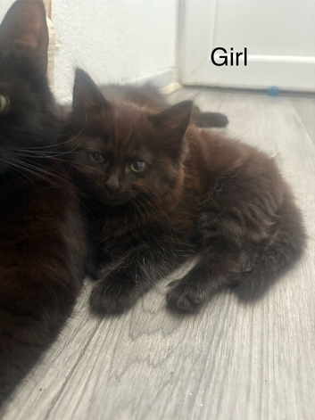 Kittens for Sale