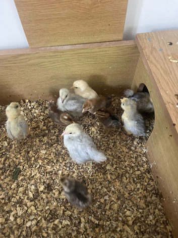 LAVENDER PEKIN CHICKS LOOKING FOR NEW HOMES!
