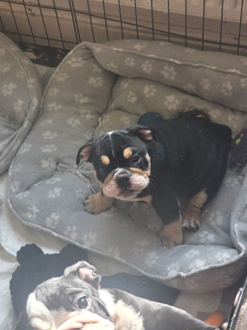 Stunning DWKC Registered English Bulldog Puppies last 2 girls