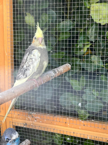 One cockatiel remaining