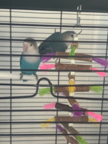 2 love birds