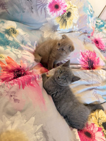 2 Scottish Fold boys