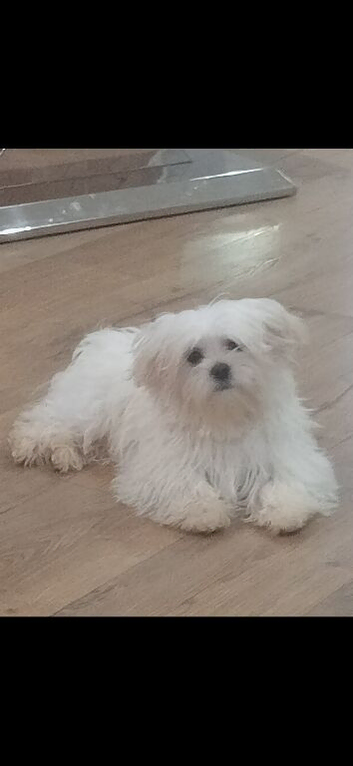Quality stud stunning Korean Maltese very small teddy face