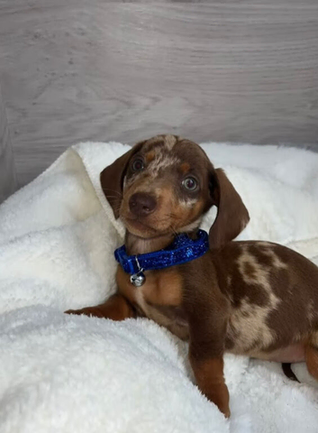 Dachshund puppy&rsquo;s