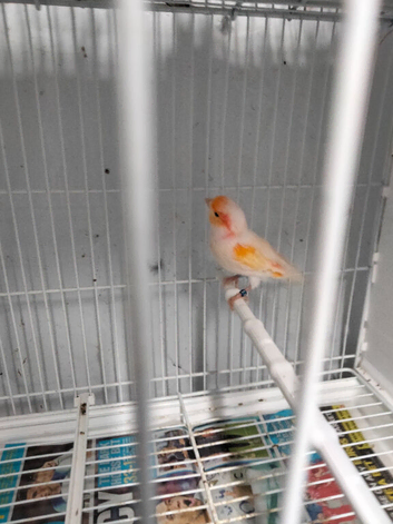 Nice birds