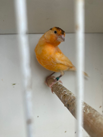 Nice Young canary