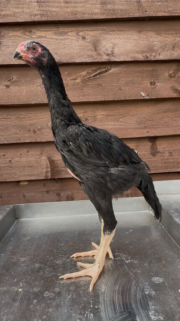 Black O shamo stag