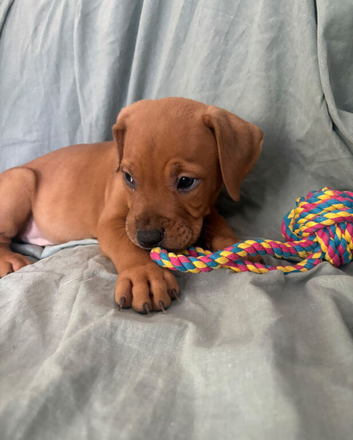 Mastiff x old English bulldog puppy