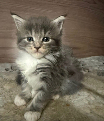 TICA Mainecoon Kittens - Russian/European bloodlines