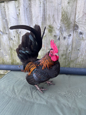 2 male Serama  for sale