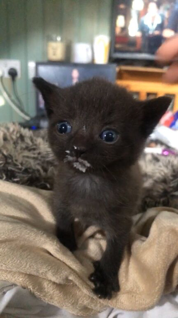 2 grey kittens