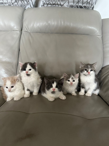 Long + Short Hair Kittens
