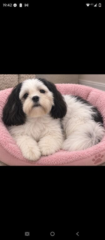 Female shihtzu