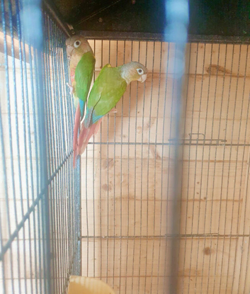 Pineapple Conures Available