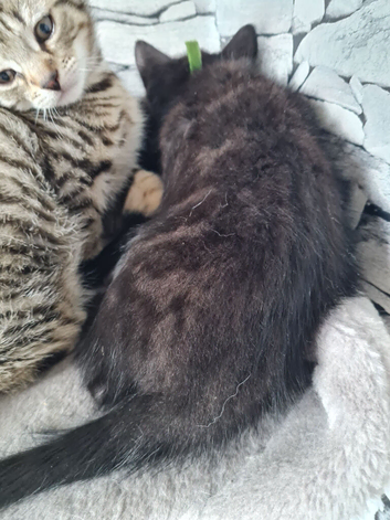 8 kittens