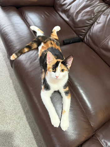 Beautiful Calico Female kitten