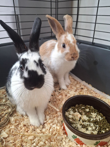 2 x Fully Vaccinated Male Rabbits 22weeks